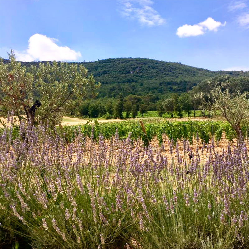 Domaine De La Mongestine - Les Monges Rosé BIO