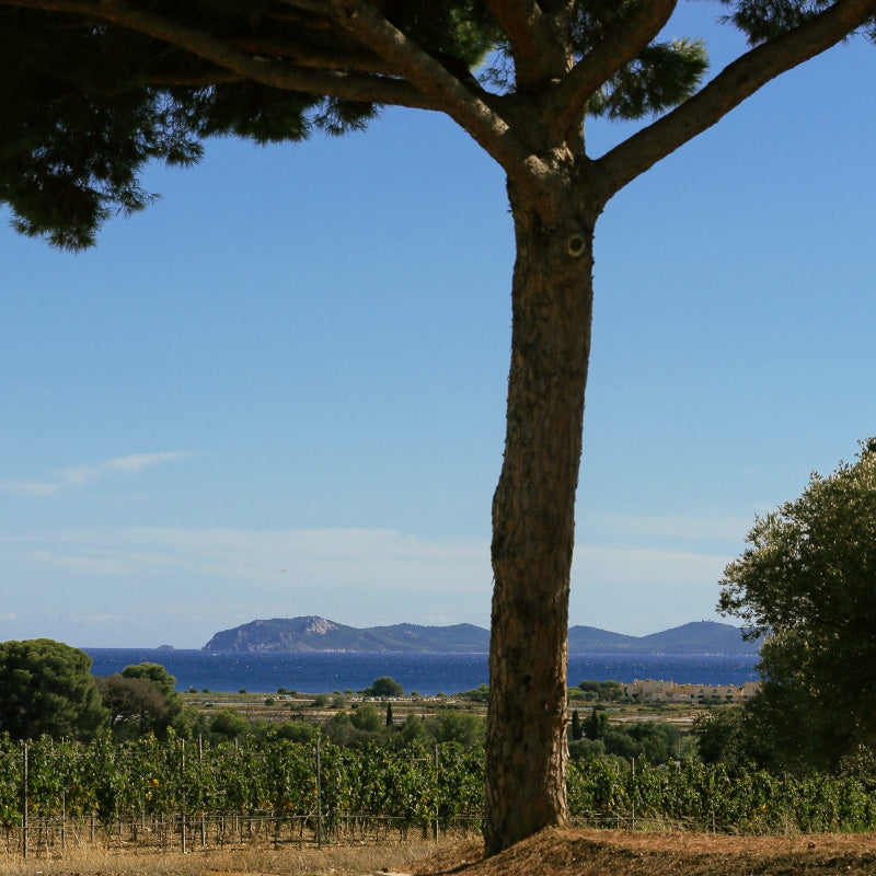 Château Galoupet - G de Galoupet Rosé