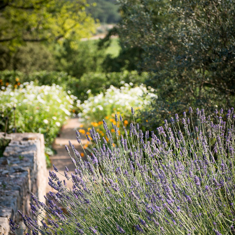 Château Peyrassol - #LOU Rosé BIO