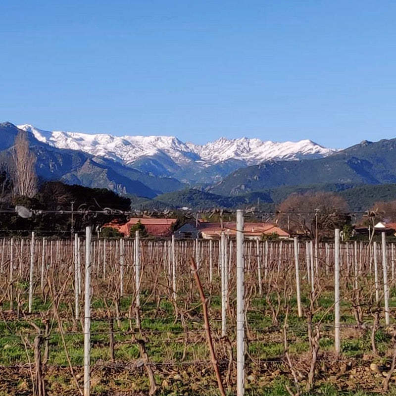 Pinia Rosé - Korsika