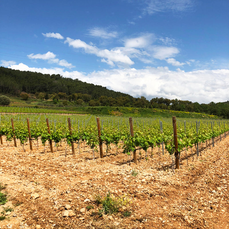 Château d'Esclans - Rock Angel Rosé