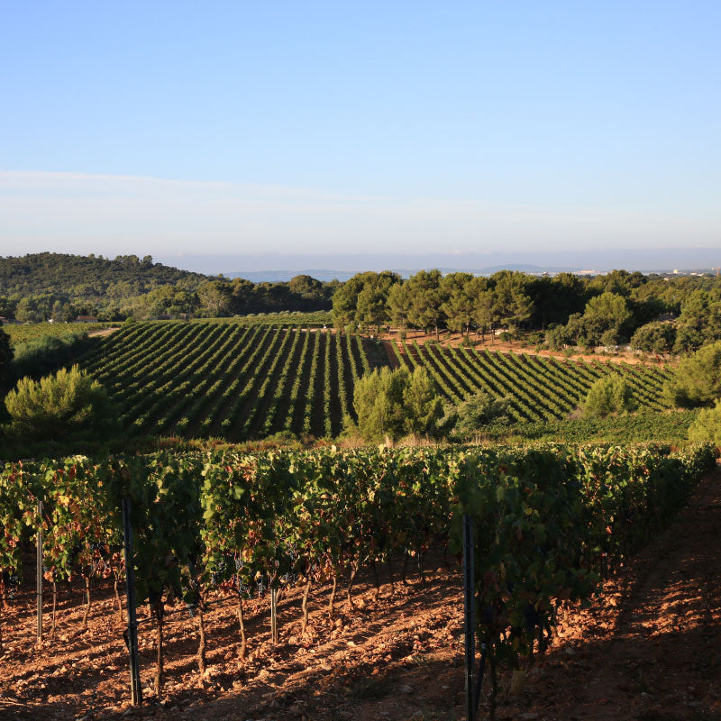 Figuière - Magali Rosé