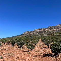 Arzuaga - Rosae - Rosé BIO