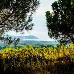 Domaine de la Bégude - Bandol Rosé BIO