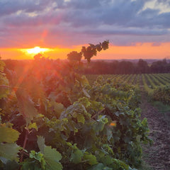 Pinia Rosé - Korsika